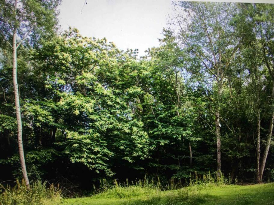 Cosy Woodland Romantic Retreat With Log Fires And Nature Sturry Kültér fotó
